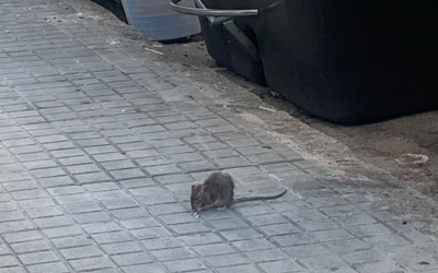 Una rata pels carrers de Sabadell aquest 2020 | Mireia Sans